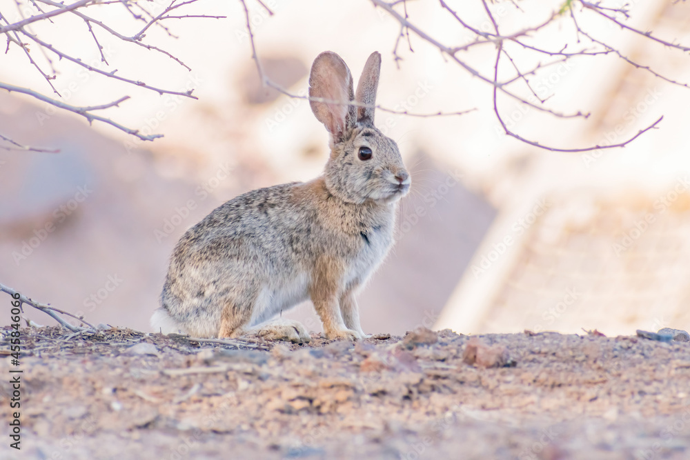 Fototapeta premium Close up shot of a cute Cottontail rabbit