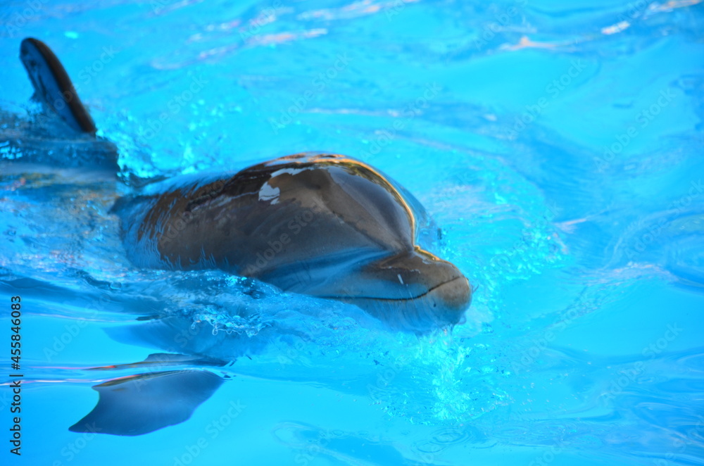 Naklejka premium DELFINES