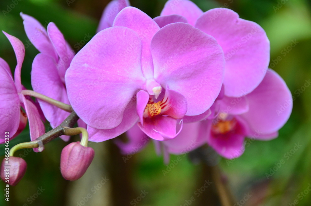 ORQUIDEA ORQUIDEA