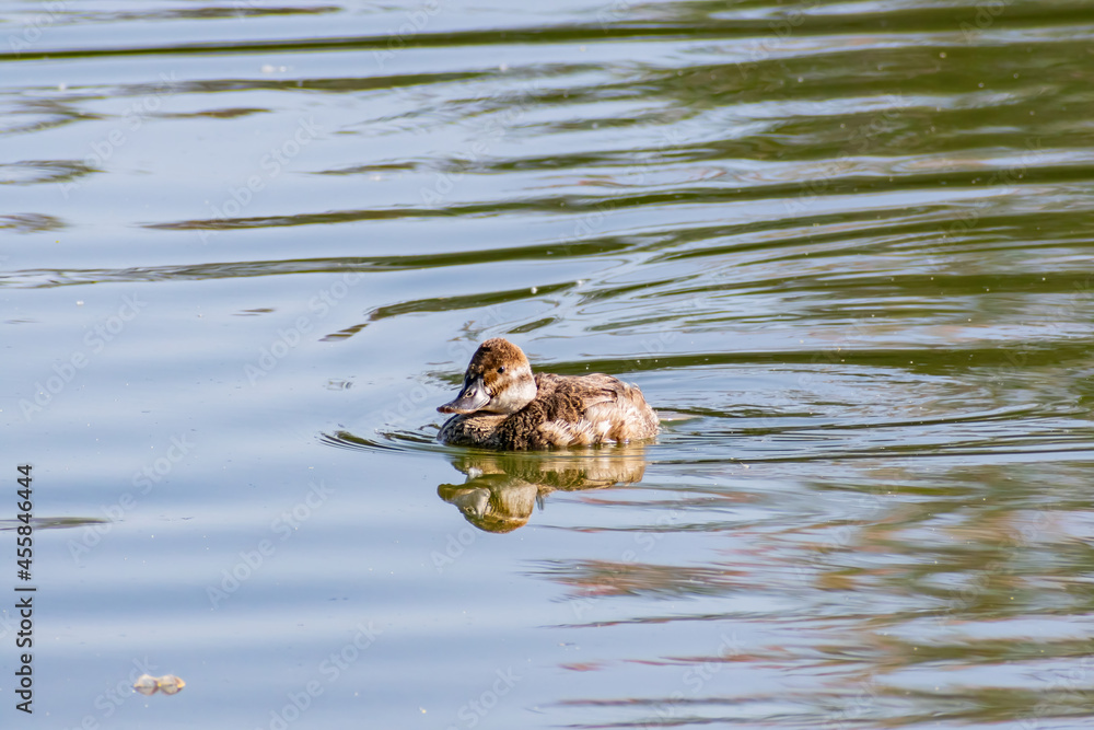 Close up shot of cute Domestic duck swimming Close up shot of cute Domestic duck swimming