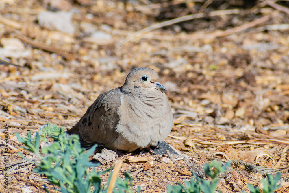Fototapeta premium Close up shot of a cute pigeon