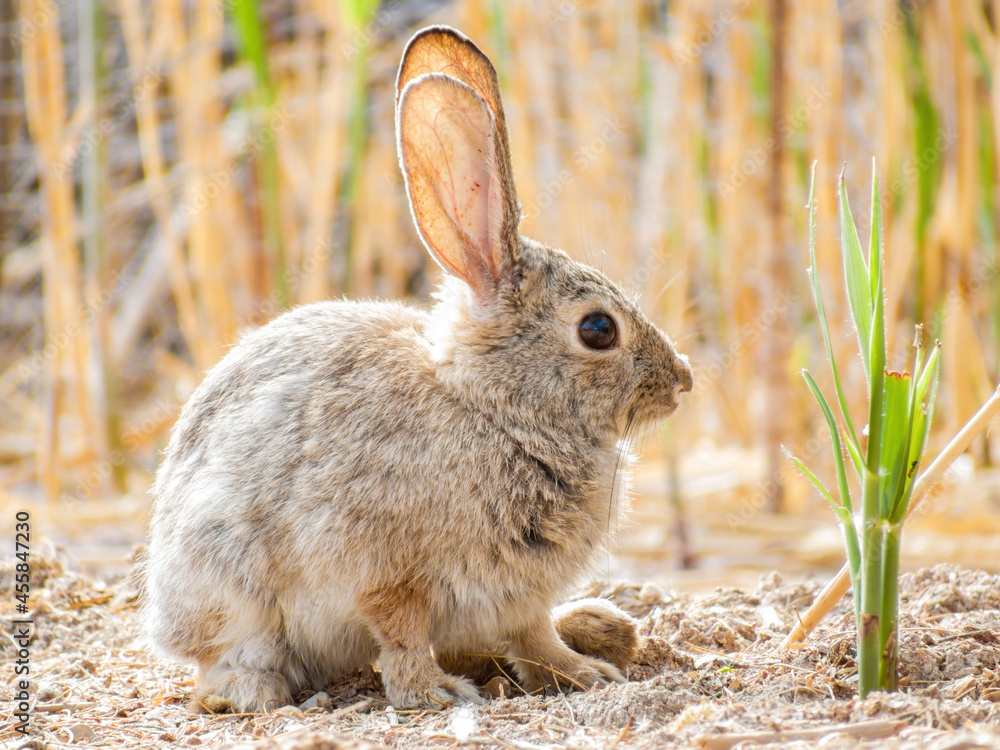Close up shot of a cute Cottontail rabbit