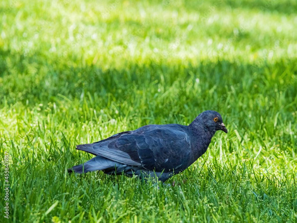 Close up shot of a cute pigeon Close up shot of a cute pigeon