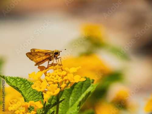 Close up shot of cute Fiery skipper on a yellow flower © Kit Leong