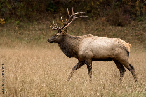 Profile of Walking Bull Elk