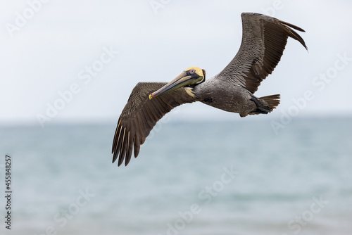 Braunpelikan (brown pelican) Puerto Lopez, Ecuador