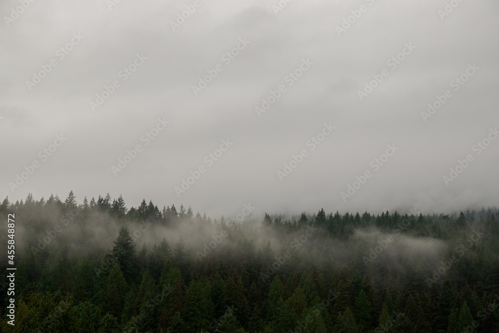Nature wood background. Misty foggy mountain landscape with fir forest and copy space in vintage retro hipster style Nature wood background. Misty foggy mountain landscape with fir forest and copy space in vintage retro hipster style