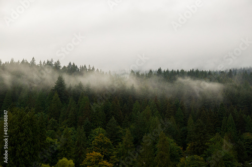 Nature wood background. Misty foggy mountain landscape with fir forest and copy space in vintage retro hipster style