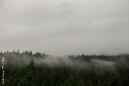 Nature wood background. Misty foggy mountain landscape with fir forest and copy space in vintage retro hipster style