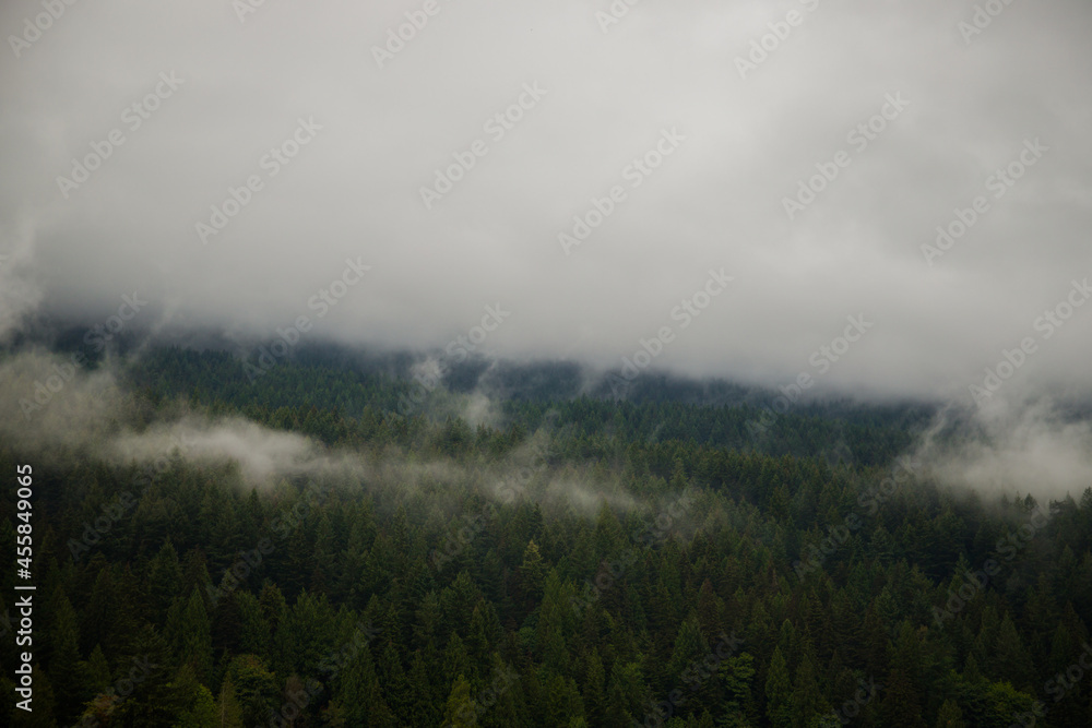Nature wood background. Misty foggy mountain landscape with fir forest and copy space in vintage retro hipster style