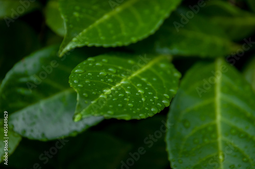 rain drops on leaf