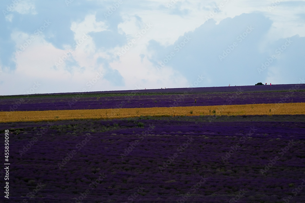 Landscape with a view of the lavender field in the evening