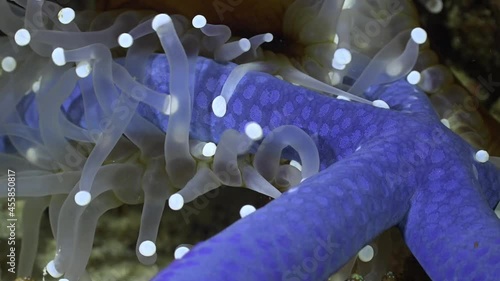 White Sea Anemone feeding on blue starfish using it's tentacles to pull starfish photo