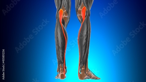 Plantaris Muscle Anatomy For Medical Concept 3D photo