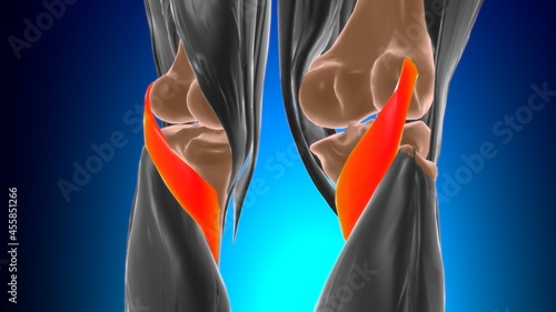 Foto Popliteus Muscle Anatomy For Medical Concept 3D