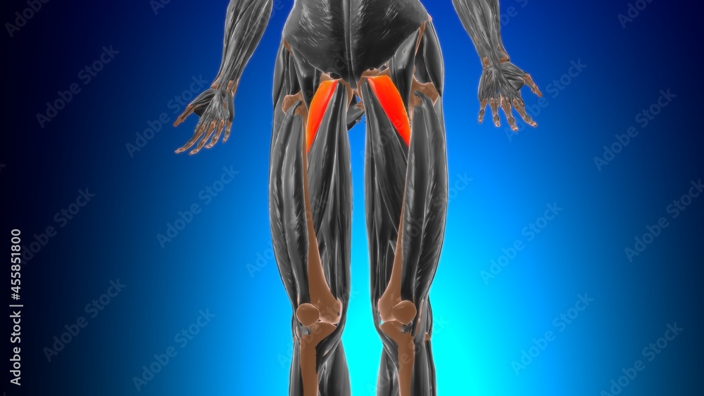 Pectineus Muscle Anatomy For Medical Concept 3D Stock Illustration