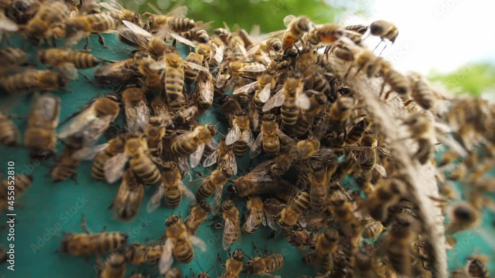 A close filmed the honeycomb green side with a lot of bees swarm. Open hive detail using in Beekeeping, a most part in life of rural healthy food production agriculture business. A close filmed the honeycomb green side with a lot of bees swarm. Open hive detail using in Beekeeping, a most part in life of rural healthy food production agriculture business.