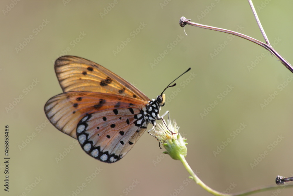 Obraz premium butterfly on a flower