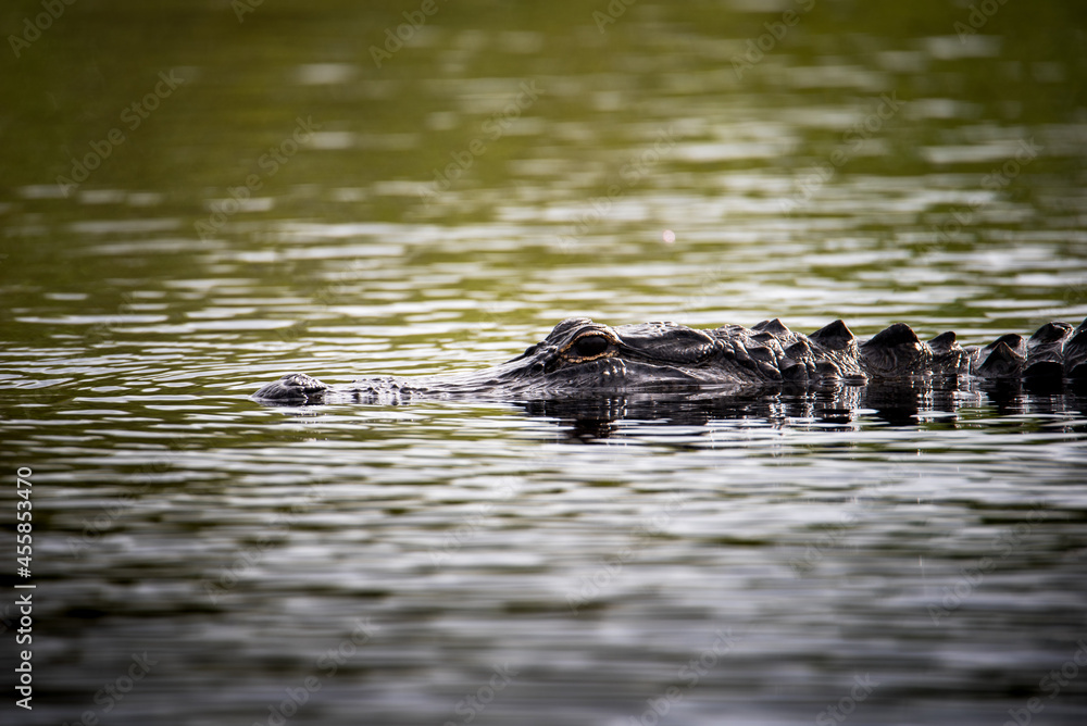 alligator in the river alligator in the river