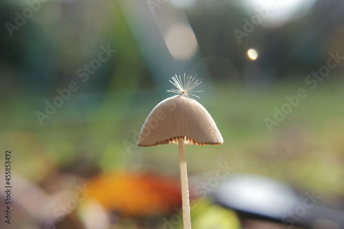 mushroom in the forest