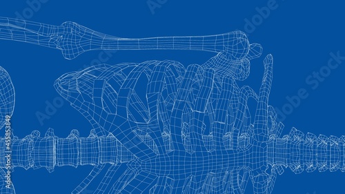 Human skeleton. Vector