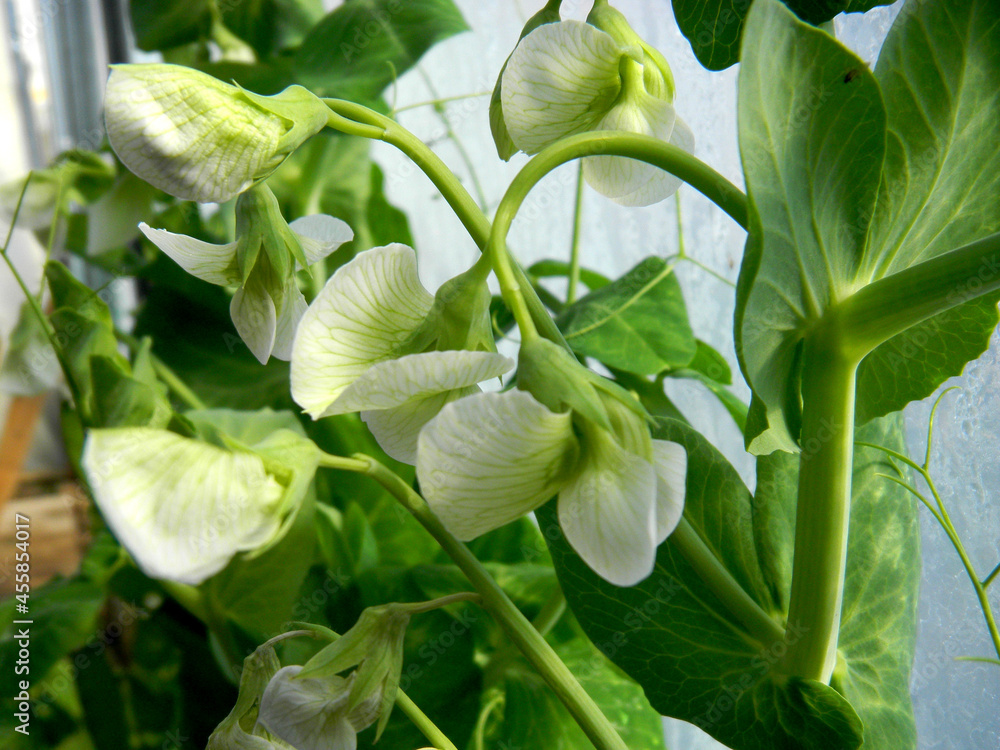 Obraz premium Flores de la huerta