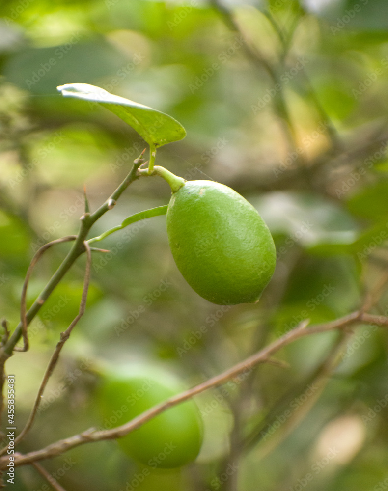 The lemon (Citrus limon) is a species of small evergreen tree