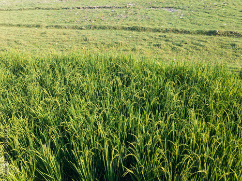Rice fields near river swat photo
