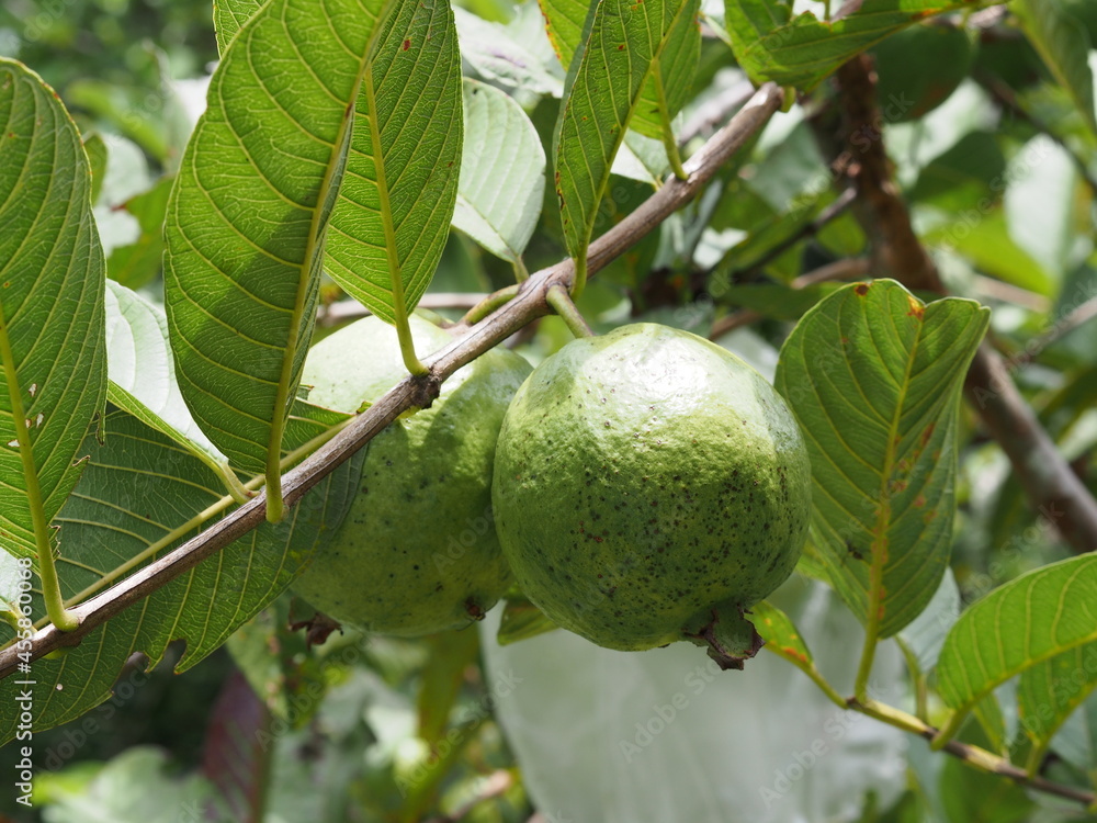Fresh guava on tree