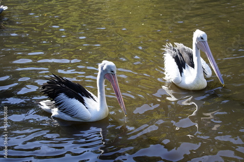 Australian Pelican (Pelecanus conspicillatus) Pelicanidae family. photo