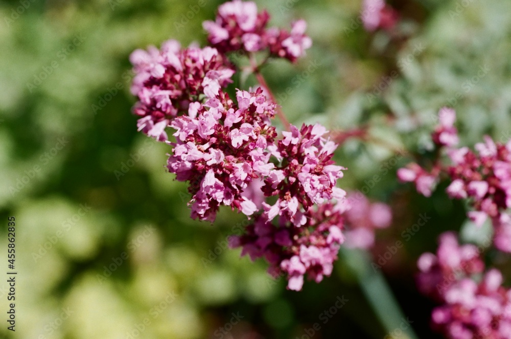 Glorious oregano blossom, taken with a macro lens Glorious oregano blossom, taken with a macro lens