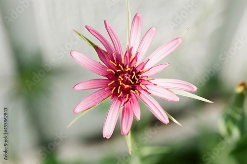 Glorious wildflower, taken with macro lens
