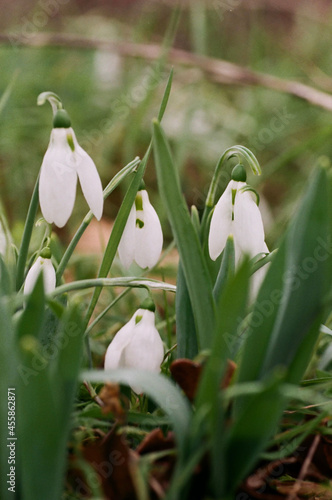 Delicate snowdrops, taken with a macro lens