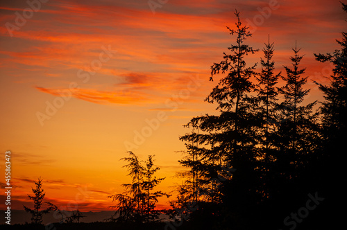 Silhouette of Trees in Sunset or Sunrise