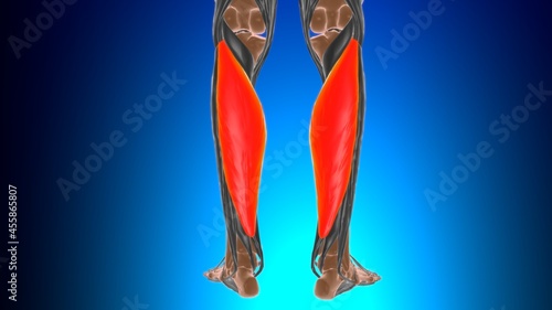 Soleus Muscle Anatomy For Medical Concept 3D photo