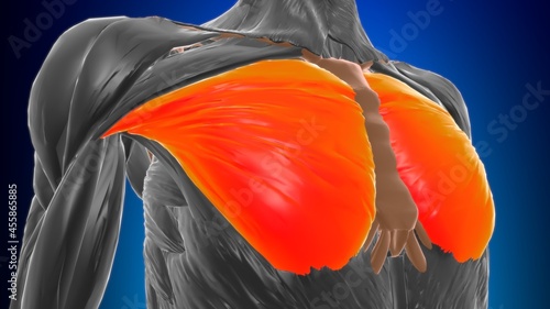 Sternocostal part of pectoralis major Anatomy For Medical Concept 3D © mybox