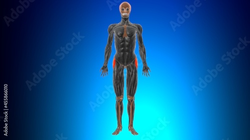 Tensor fasciae latae Muscle Anatomy For Medical Concept 3D photo