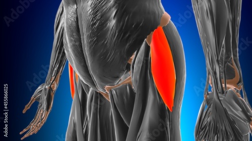 Tensor fasciae latae Muscle Anatomy For Medical Concept 3D photo