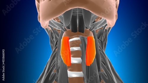 Thyrohyoid Muscle Anatomy For Medical Concept 3D photo