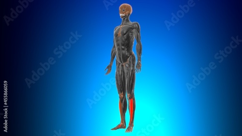Tibialis anterior Muscle Anatomy For Medical Concept 3D photo