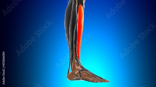 Tibialis anterior Muscle Anatomy For Medical Concept 3D photo