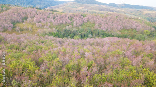 Colorful nature landscape spring forest background  Pink Wild Himalayan cherry blossom flower tree  Thailand pink sakura  at mountain with soft light and fog in morning at Phu Lom Lo  Loei  Thailand.