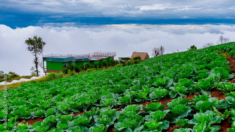 Cabbage near the harvest to sell Planting area at Phu Thap Berk Phetchabun Province, Thailand