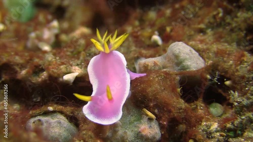 Nudibranch Hypselodoris bullockii pink version with yellow horns and gills semi-close-up shot on coral and algae underground photo