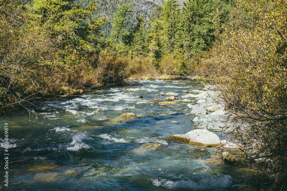 Scenic alpine landscape with mountain river in wild autumn forest in sunshine. Vivid autumn scenery with beautiful river among trees and thickets in sunny day. Mountain brook in woods in fall time. Scenic alpine landscape with mountain river in wild autumn forest in sunshine. Vivid autumn scenery with beautiful river among trees and thickets in sunny day. Mountain brook in woods in fall time.