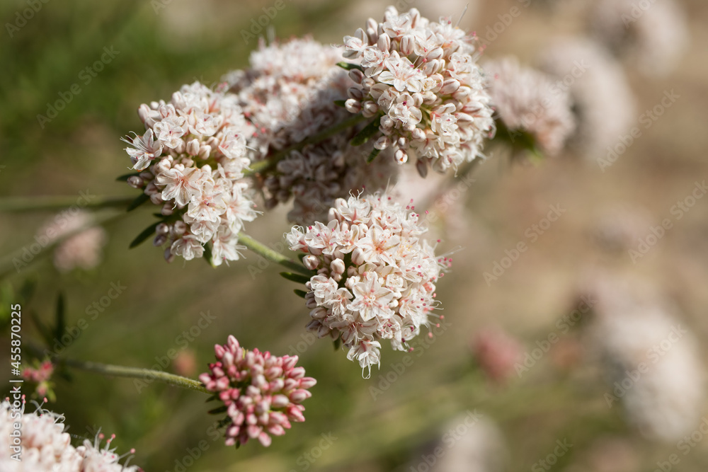 White blooming terminal determinate cymose head inflorescences of California Buckwheat, Eriogonum Fasciculatum, Polygonaceae, native in Red Rock Canyon MRCA Park, Santa Monica Mountains, Springtime. White blooming terminal determinate cymose head inflorescences of California Buckwheat, Eriogonum Fasciculatum, Polygonaceae, native in Red Rock Canyon MRCA Park, Santa Monica Mountains, Springtime.