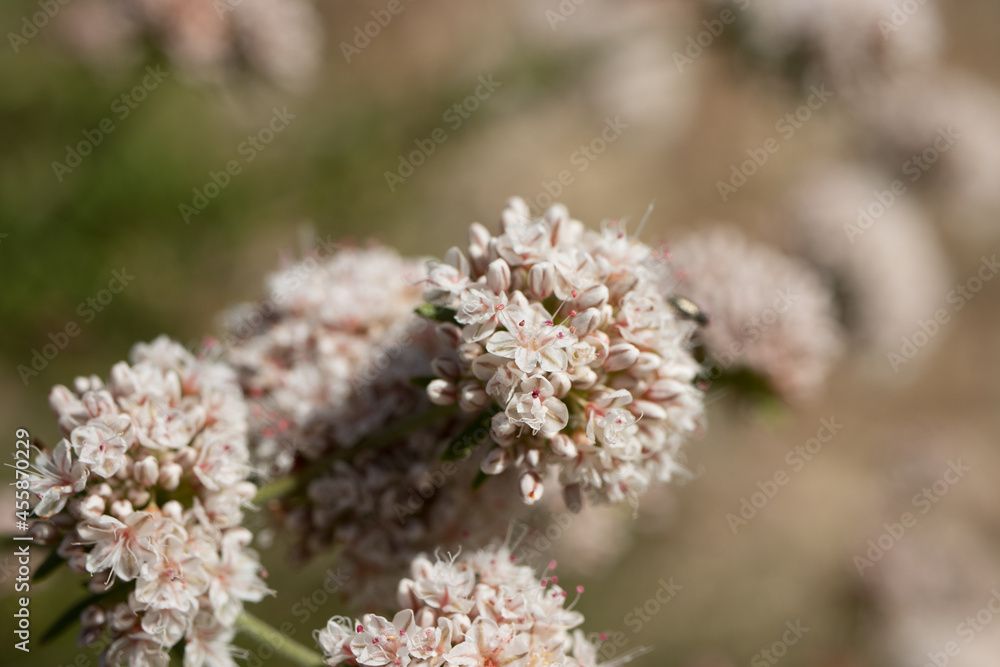 White blooming terminal determinate cymose head inflorescences of California Buckwheat, Eriogonum Fasciculatum, Polygonaceae, native in Red Rock Canyon MRCA Park, Santa Monica Mountains, Springtime. White blooming terminal determinate cymose head inflorescences of California Buckwheat, Eriogonum Fasciculatum, Polygonaceae, native in Red Rock Canyon MRCA Park, Santa Monica Mountains, Springtime.