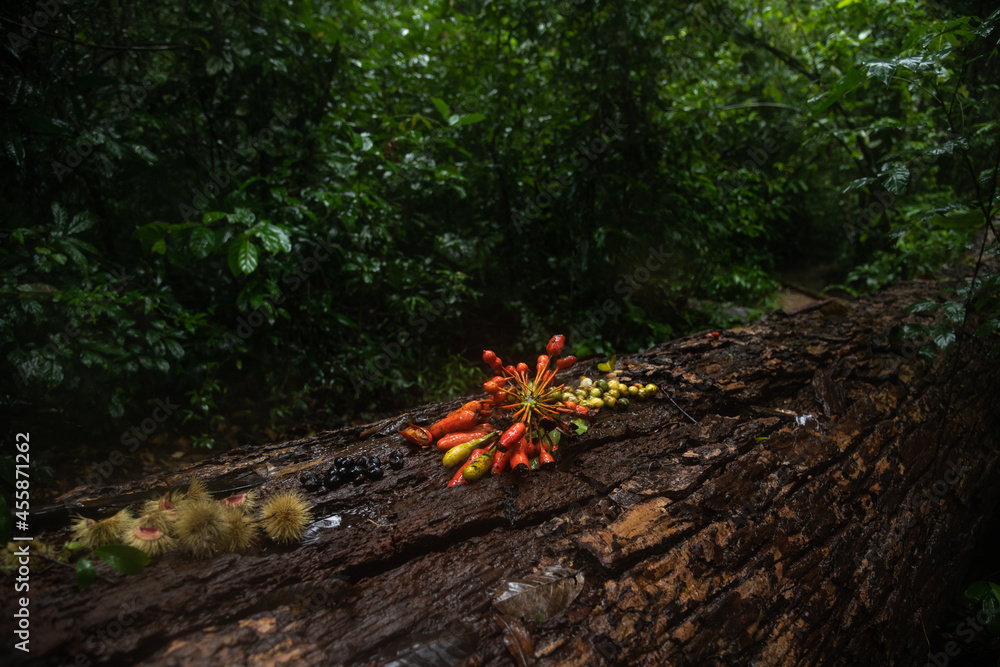 Obraz premium Wild berries in rainforest of Khao Yai National Park, Southeast Asia