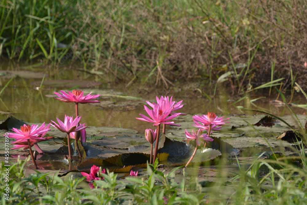 pink flowers in the water pink flowers in the water