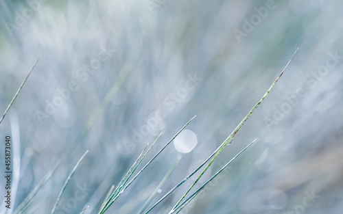 Texture, background, pattern of decorative grass Blue Fescue with rain drops. Bokeh with light reflection. Natural backdrop
